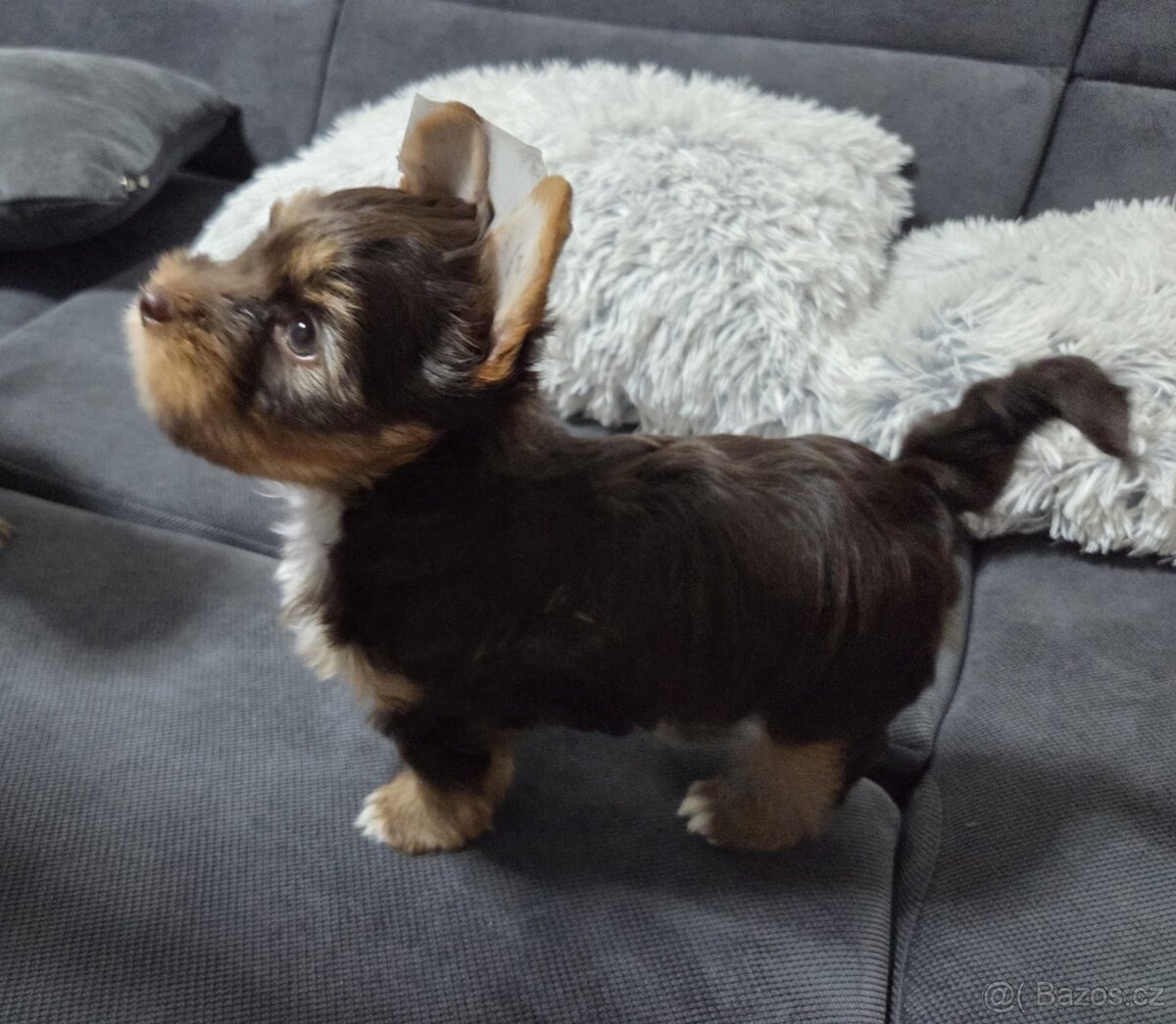 Jorkšírský teriér - Brno - 2