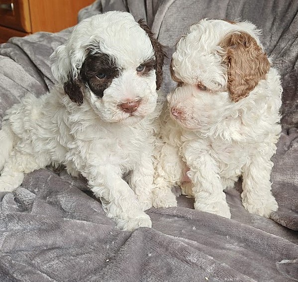 PUDL TRPASLIČÍ VÍCEBAREVNÝ s PP - 2