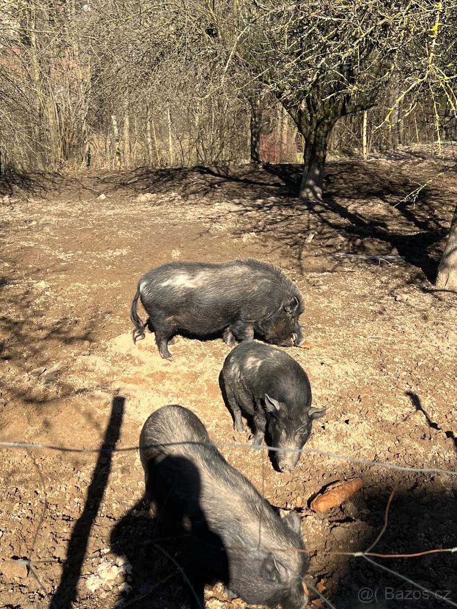 Daruji vietnamský prasata - 2