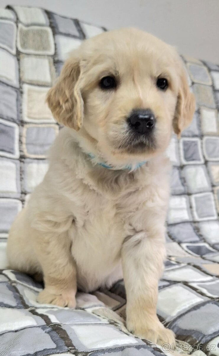 Zlatý retrív/Golden Retrív - 2