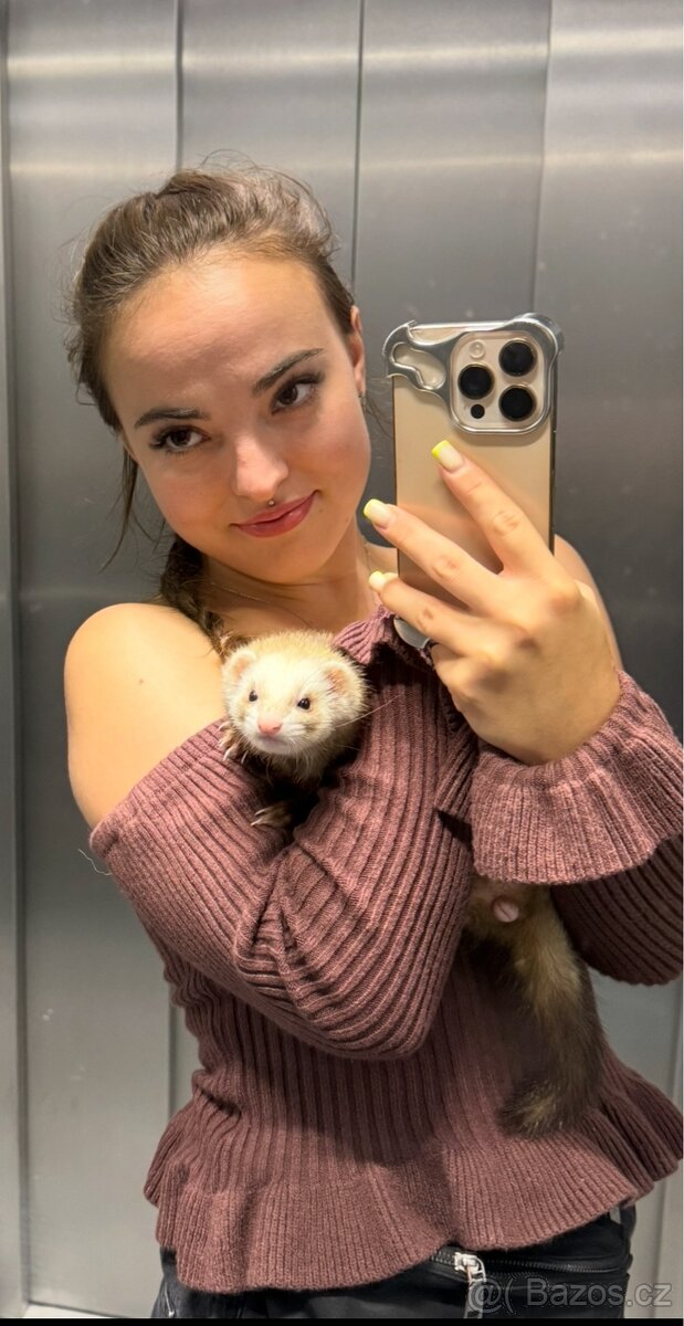 Sháním samečka fretky na krytí - 2