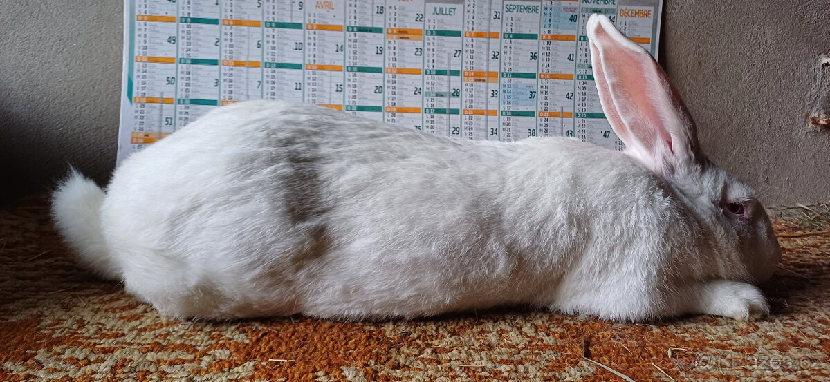 HYLA FRANCOUZSKÁ - 2