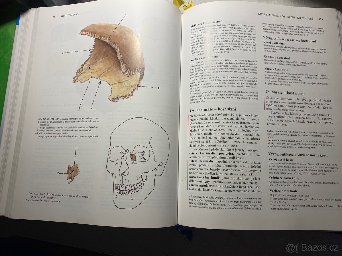 Anatomie 1. Čihák - 2