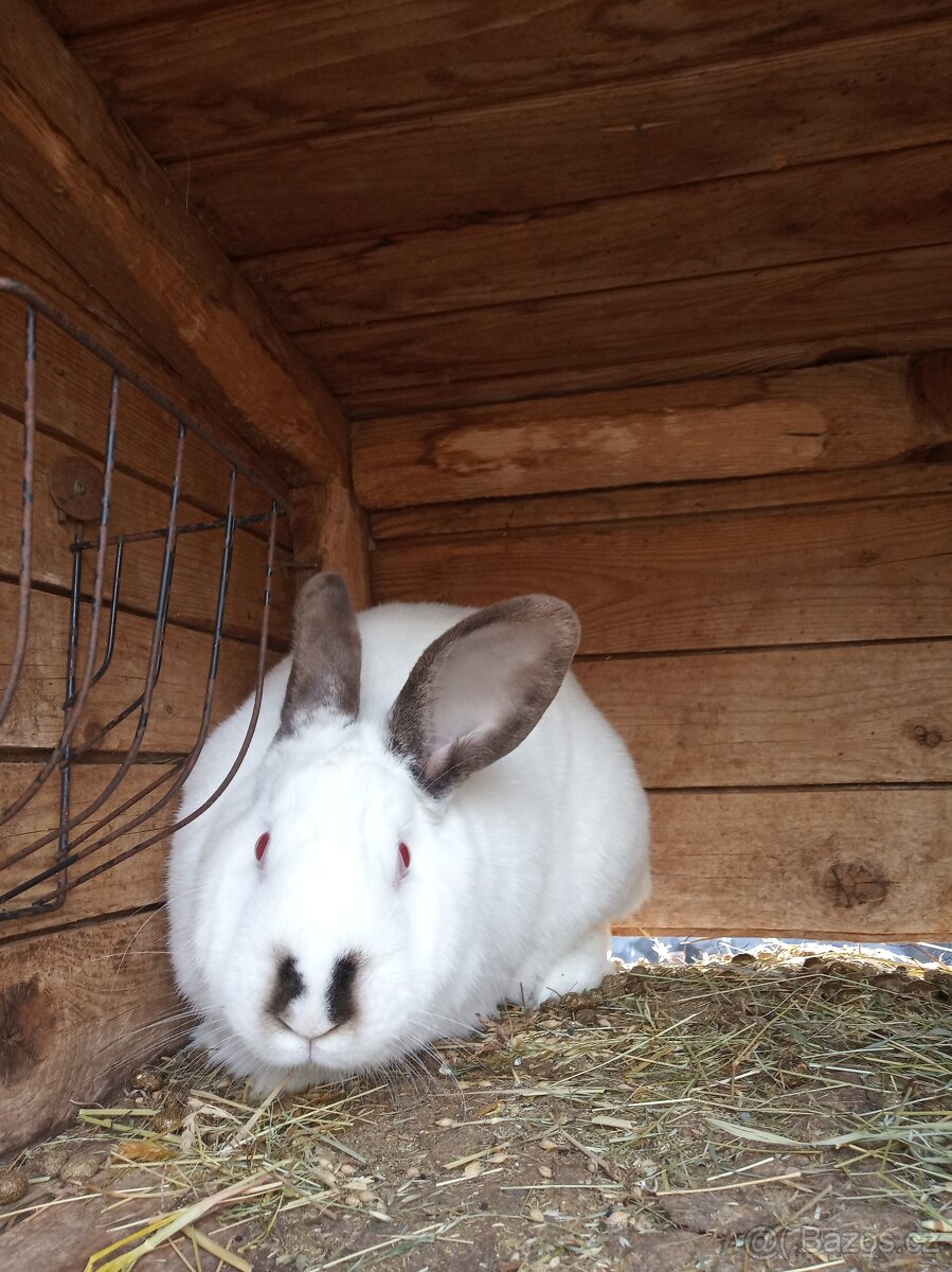 Prodám samici Hyla - 2