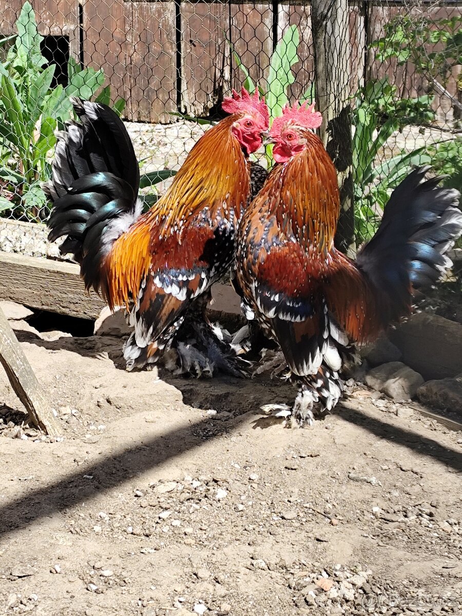 Zakrslá rousná - 2