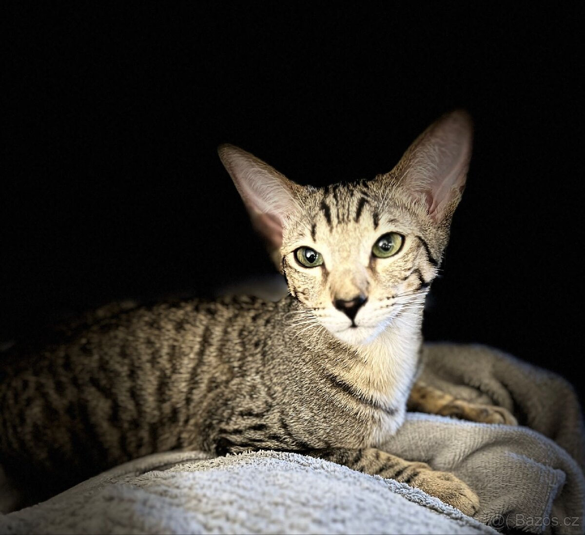 Orientální kocourek 1 rok do dobrých rukou - 2