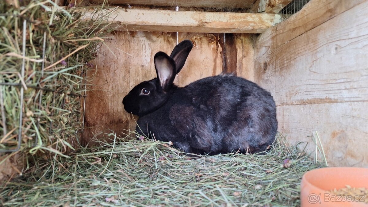 Loňské podzimní králíci - 2