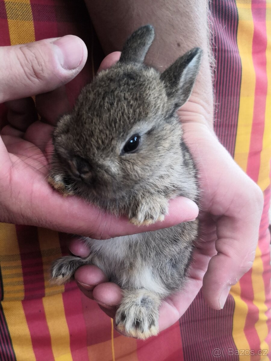 Zakrslý králík - 2