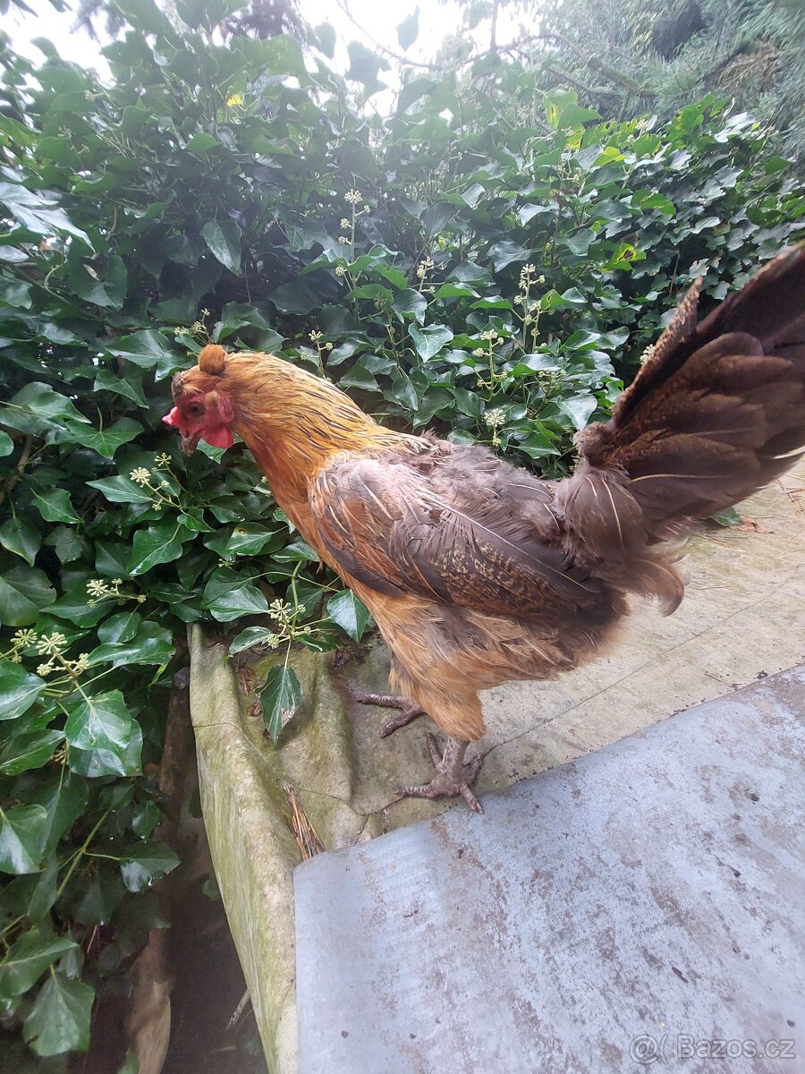 SLEPICE chocholatý - 2