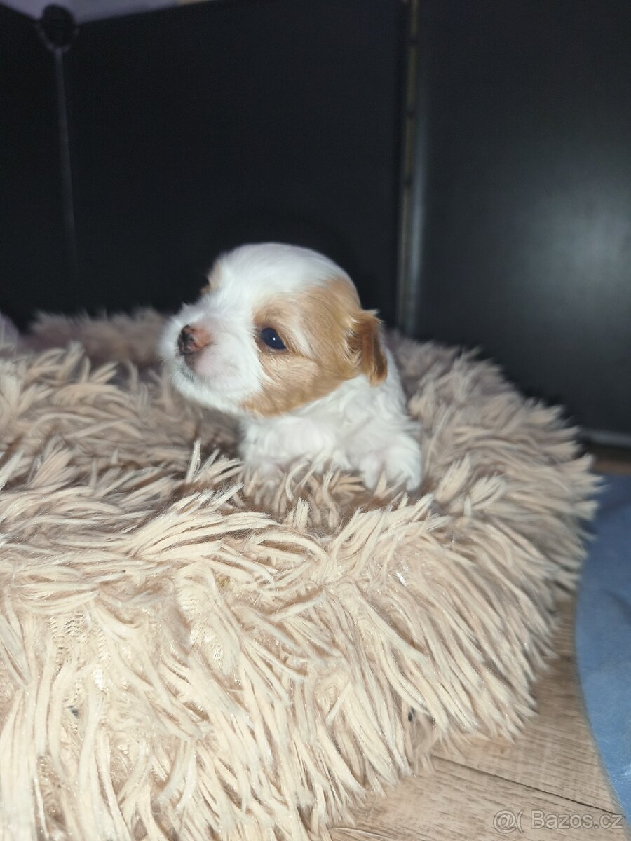 Jorkšírský teriér golddust s PP - 2