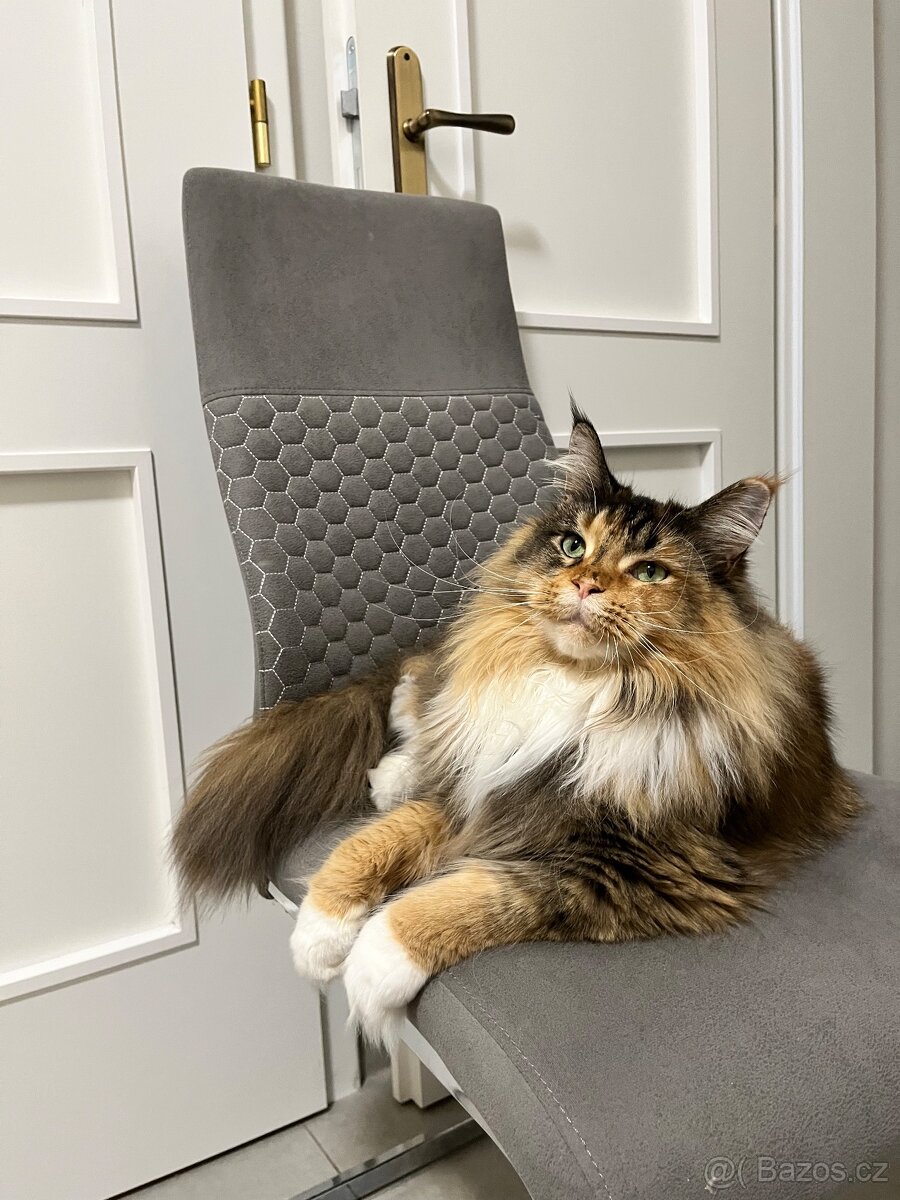 Starší plachá mainská mývalí kočka hledá klidný domov - 2