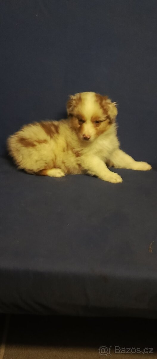 Australský ovčák bez PP - 2