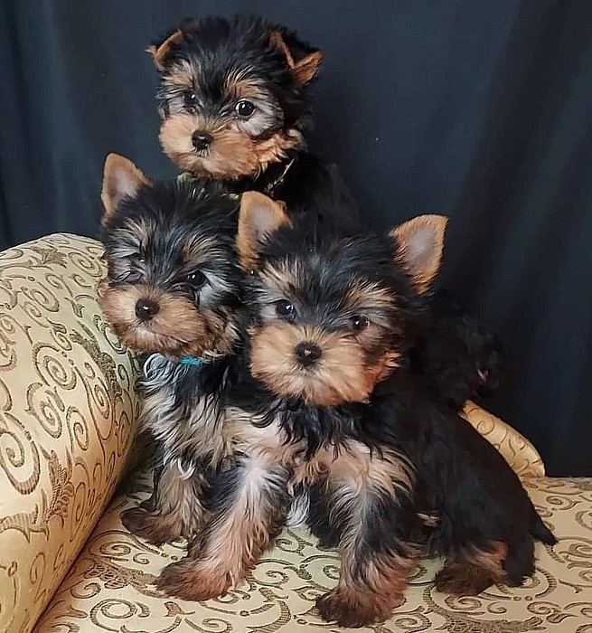 Jorkširsky teriér yorkširsky teriér - 2