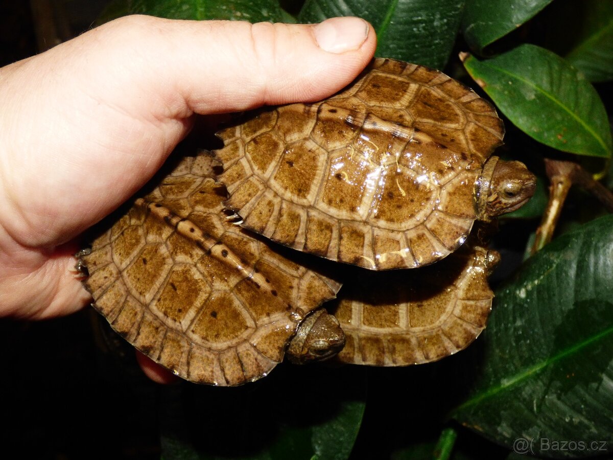 Želva černavá (Heosemys grandis) - 2