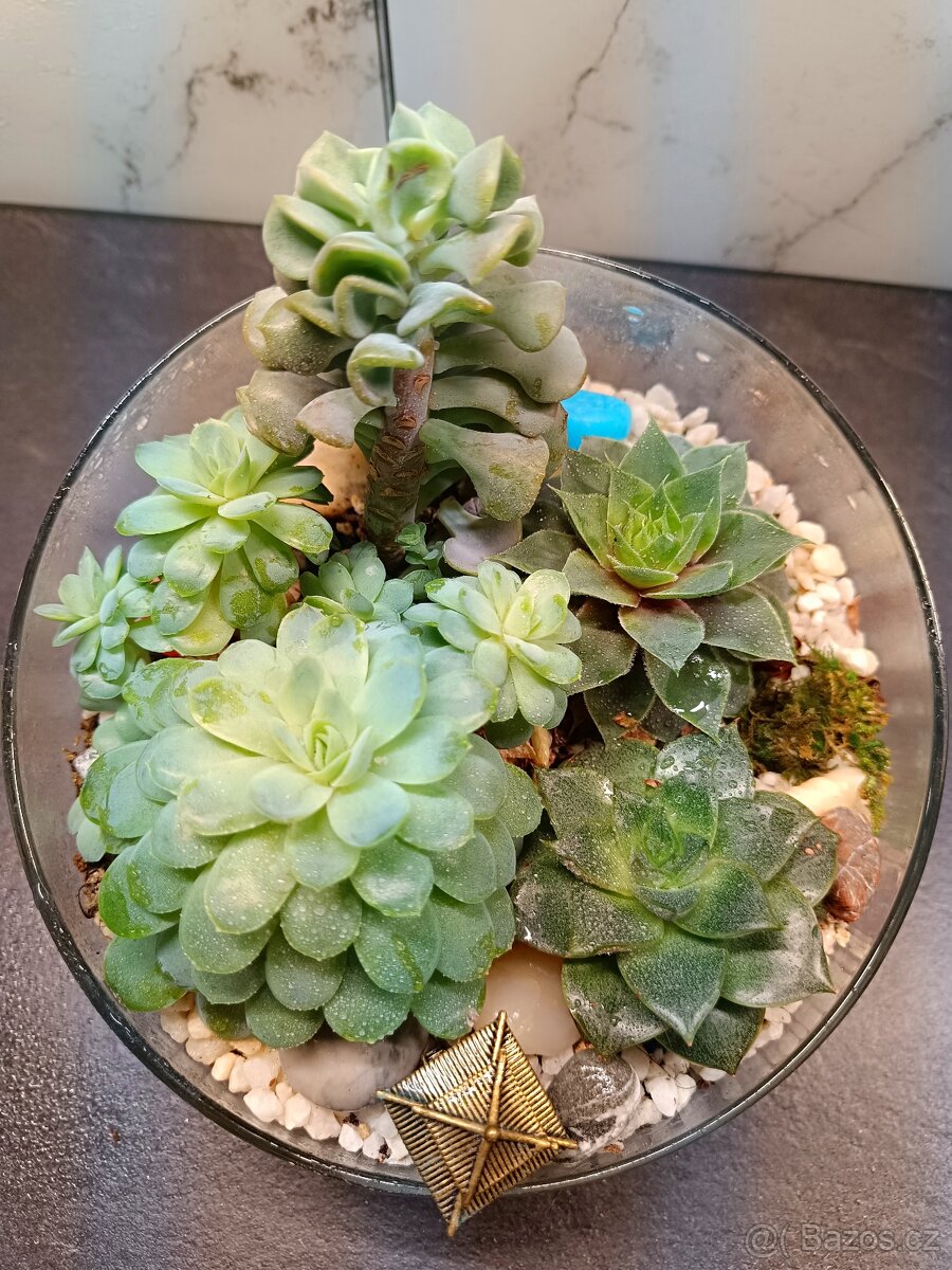 Kompozice/Florarium ze sukulentu - 2