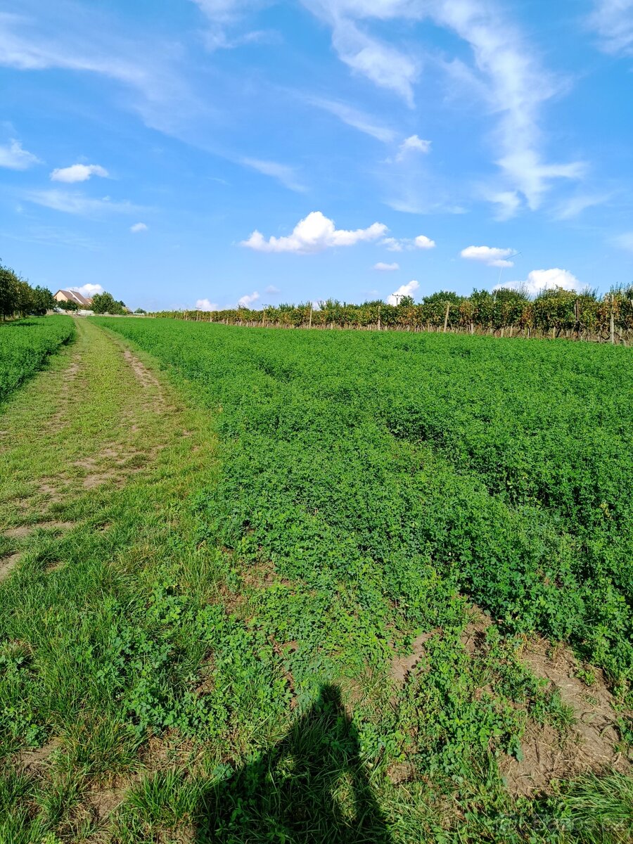 Zahrada 400 m2 - 2