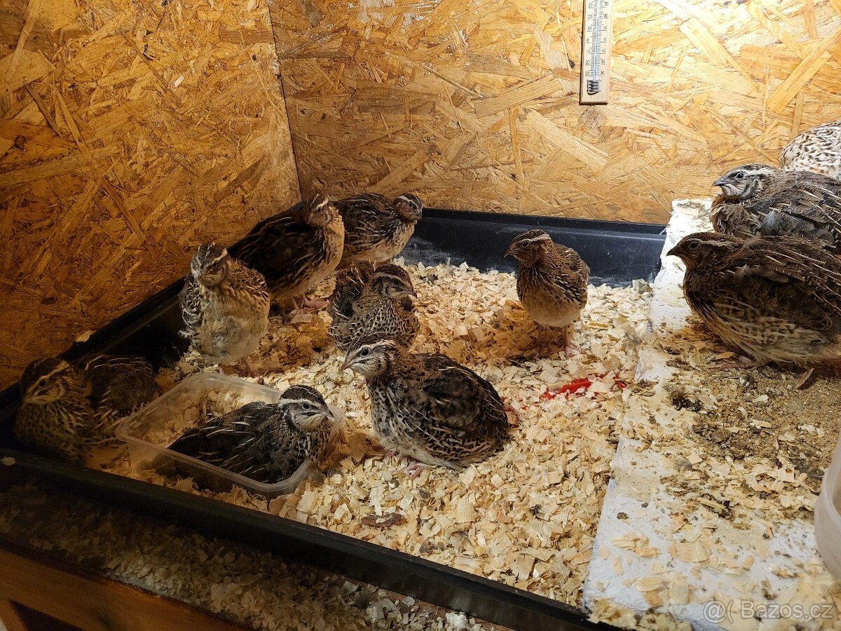 Křepelka japonská - 2