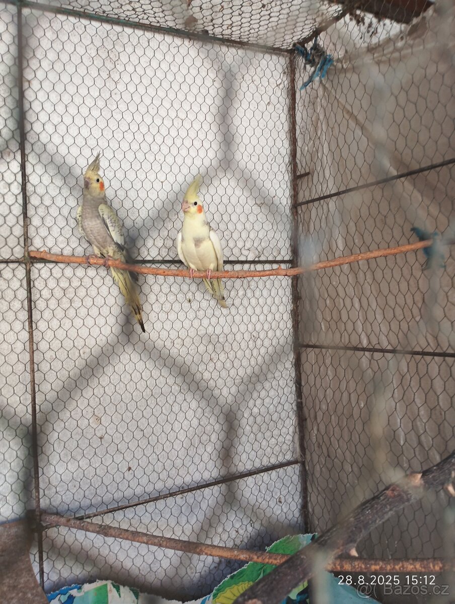 Korela chocholatá - 2