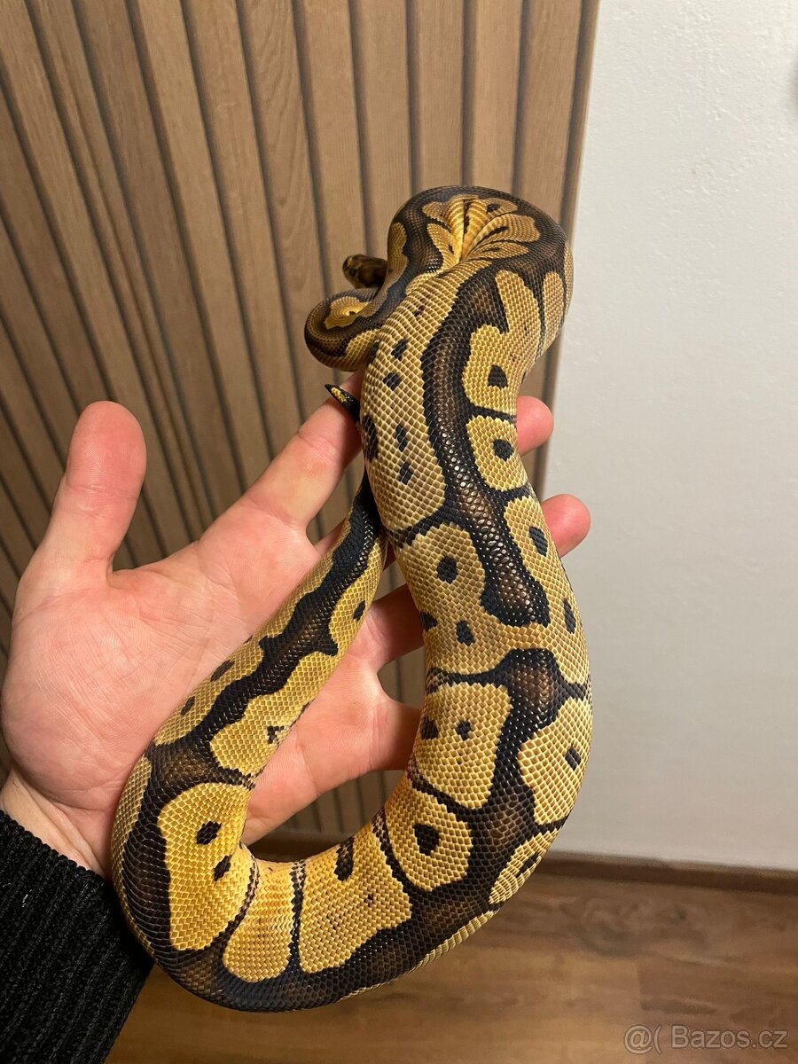 Krajta královská samice Clown - 2