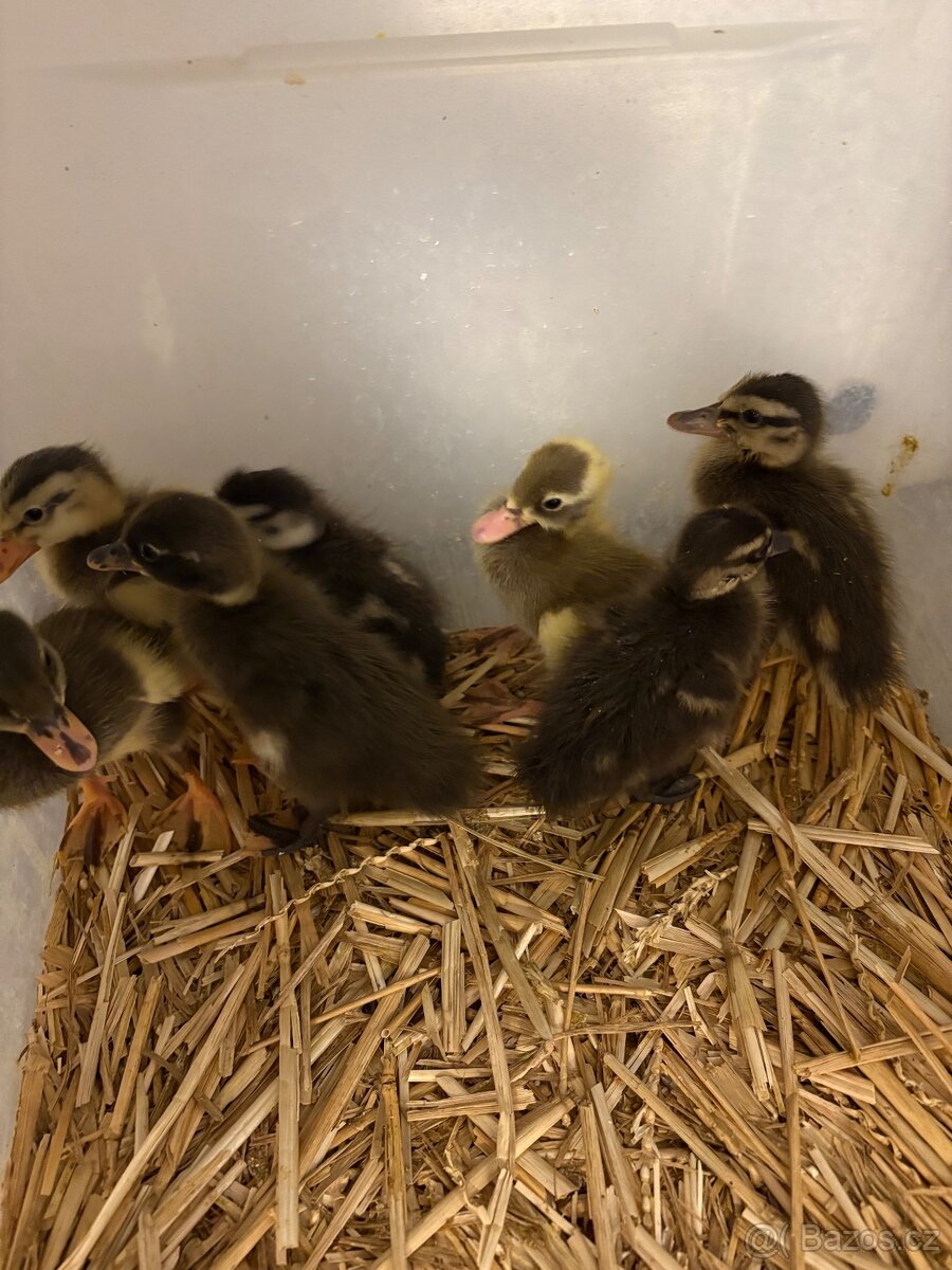 Indický běžec - 2