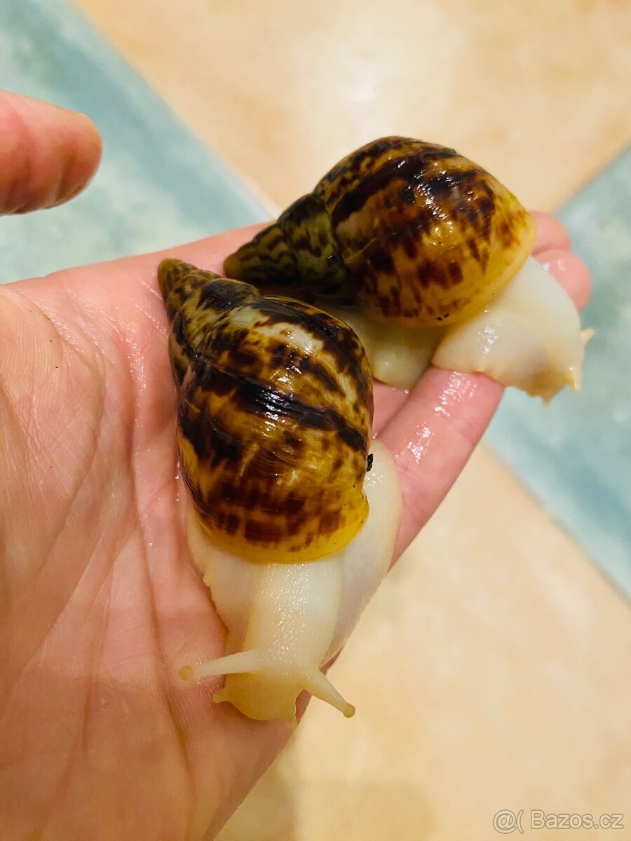 Africký šnek mláďata - 2