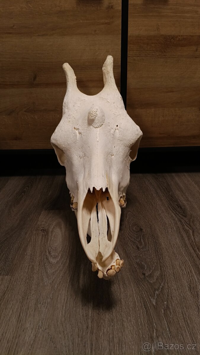 Žirafa Rothschildova - trofej, lebka - 2