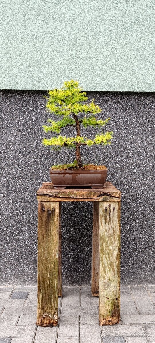 Bonsai, bonsaj, modřín v misce - 2