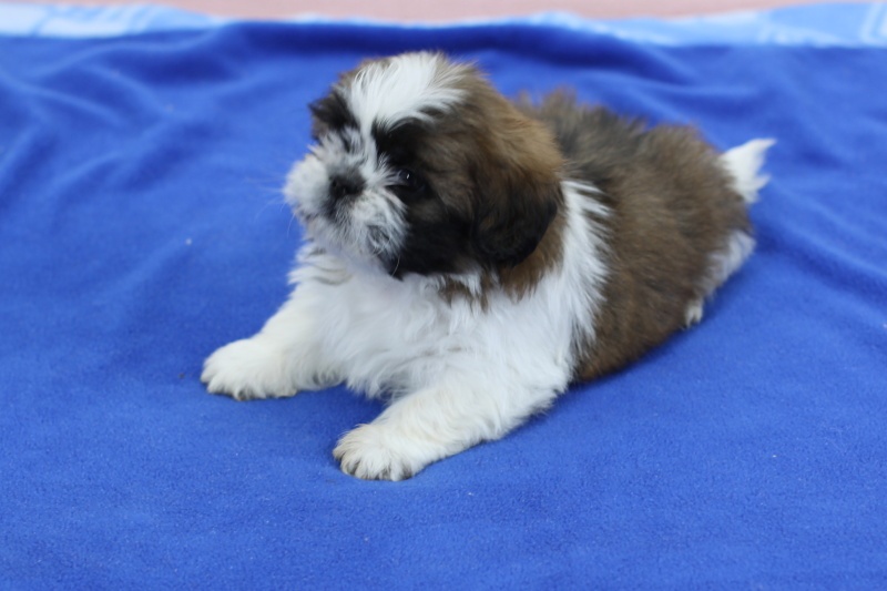 Shih-tzu, Shih tzu, si cu bez pp - 2