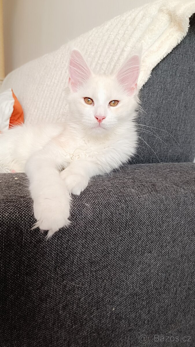 Mainská mývalí s PP - 2