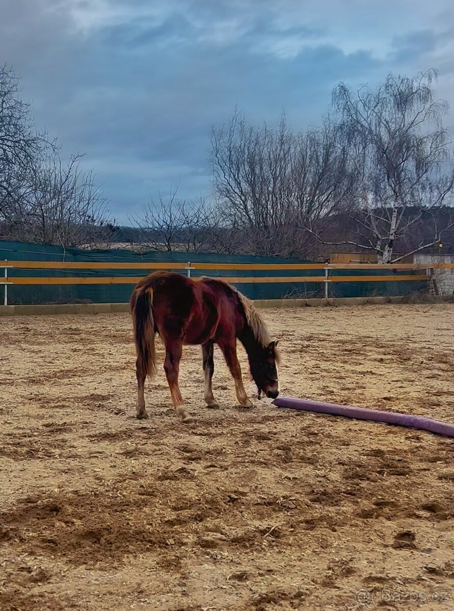 Loňský pony hřebeček - 2