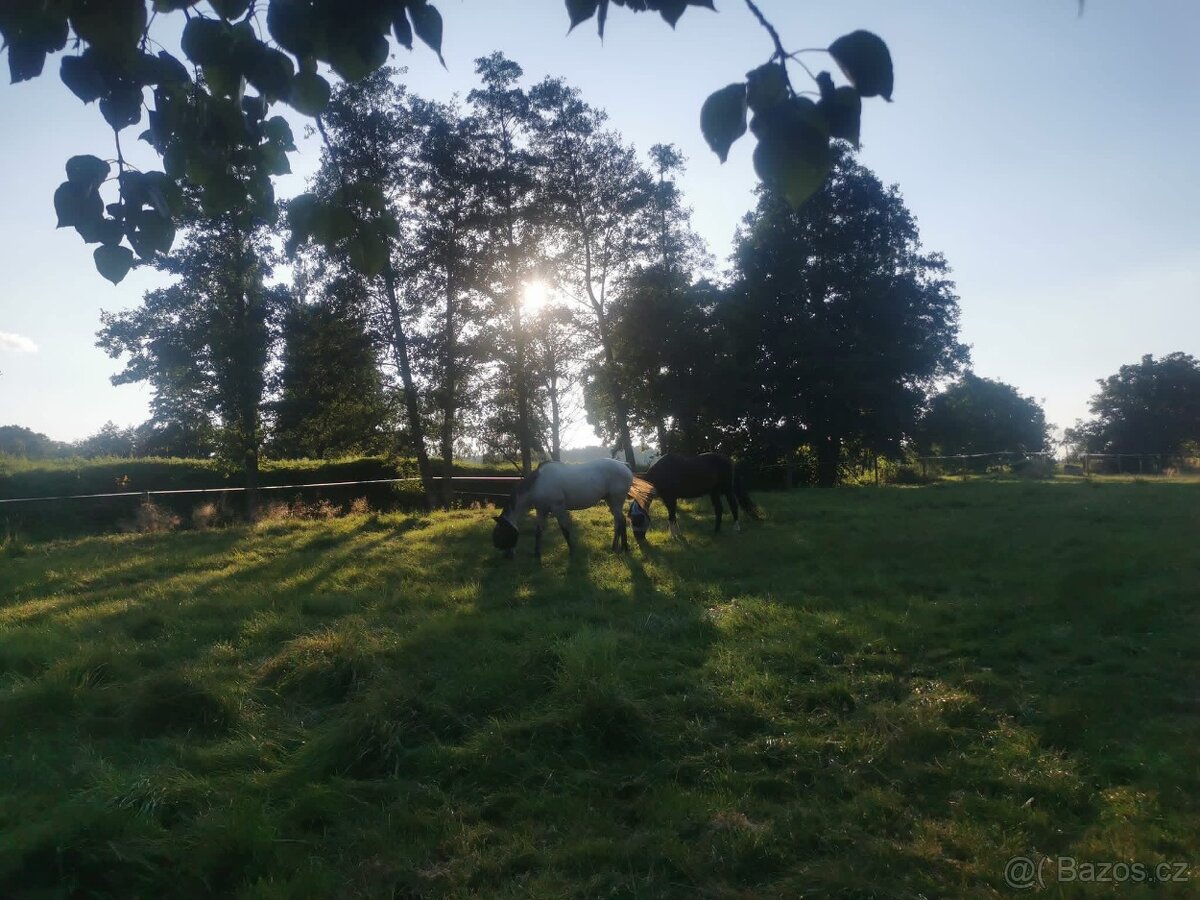 pastevní ustájení - 2