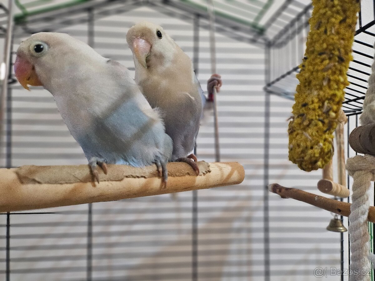 Agapornis růžohrdlý - 2