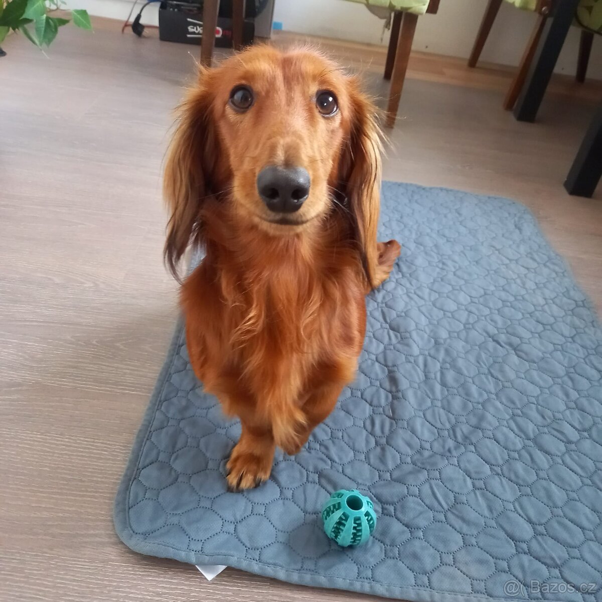 dlouhosrstý trpasličí jezevčík na krytí - 2