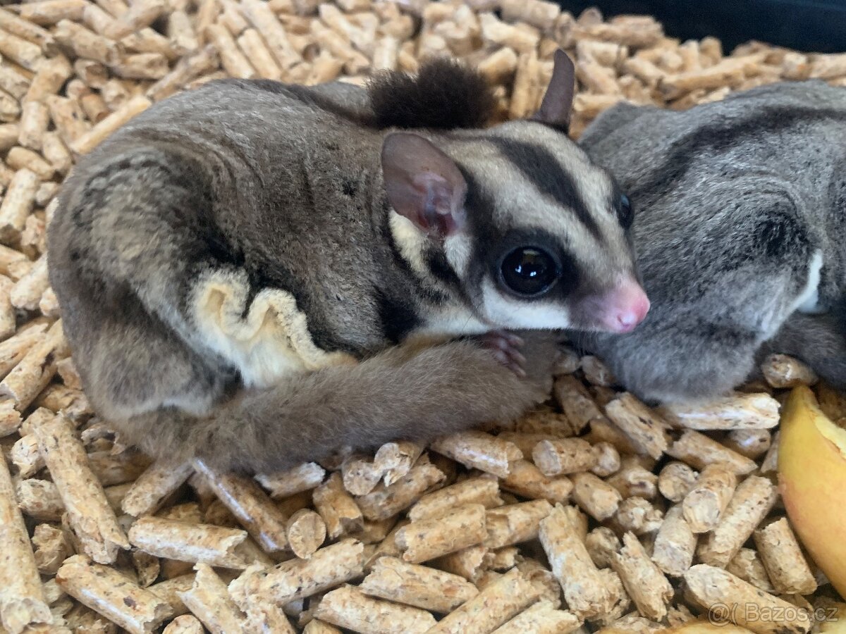 Vakoveverka létavá - 2