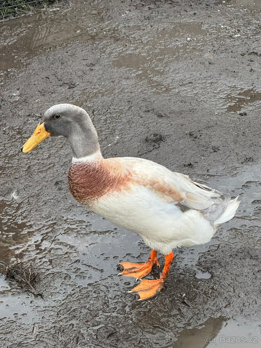 Násadová vejce Indický běžec - 2