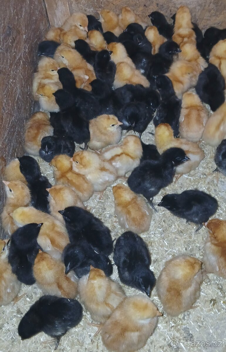Kuřátka- slepičky- kuřata - 2