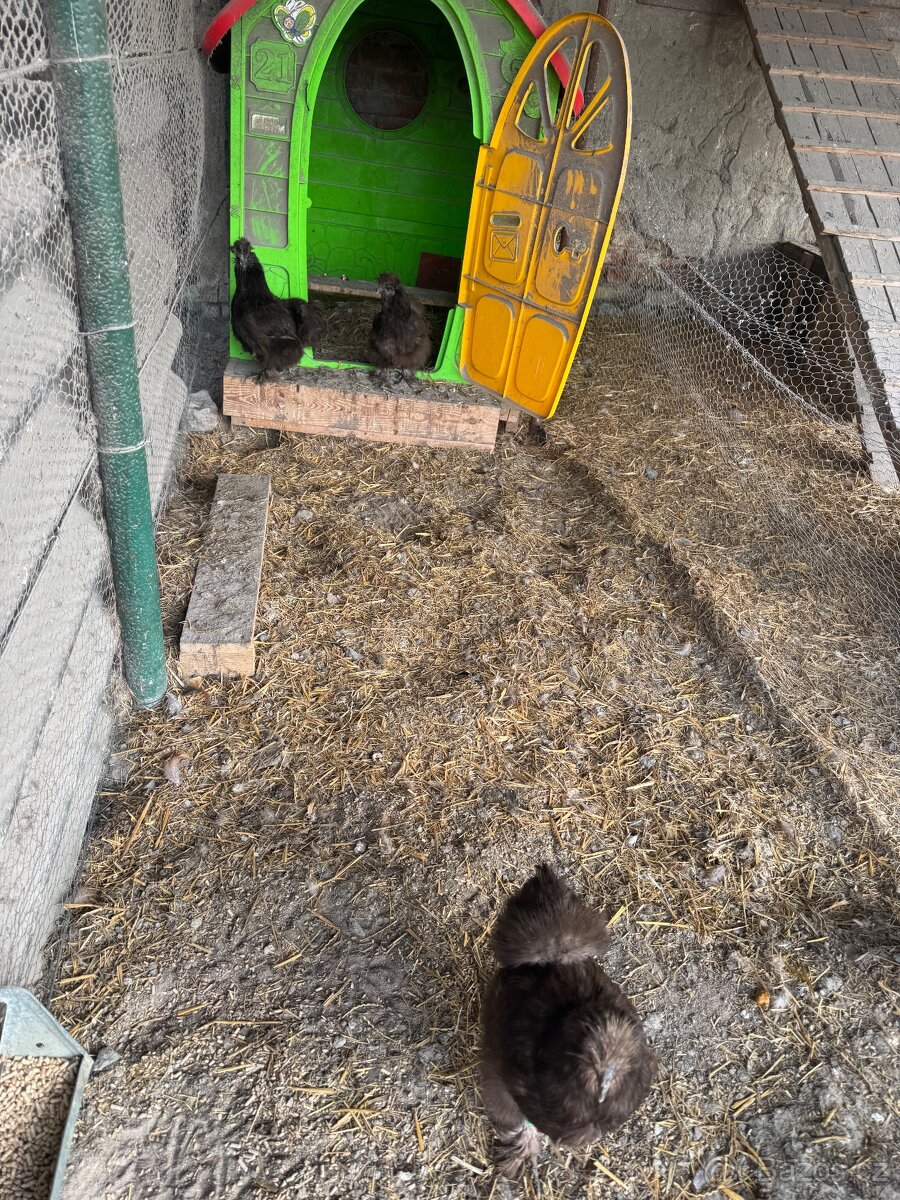 Hedvabnička velká vousatá - 2