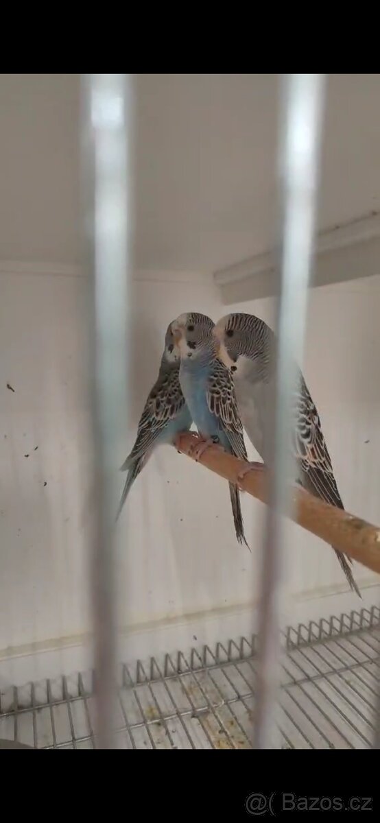 Andulky BFBW dunfalow BF BW ino - 2