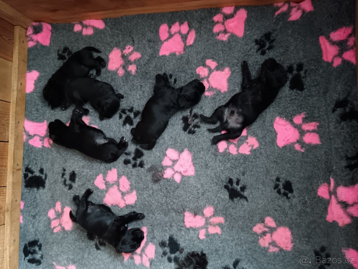 Knírač malý černý s PP - 2