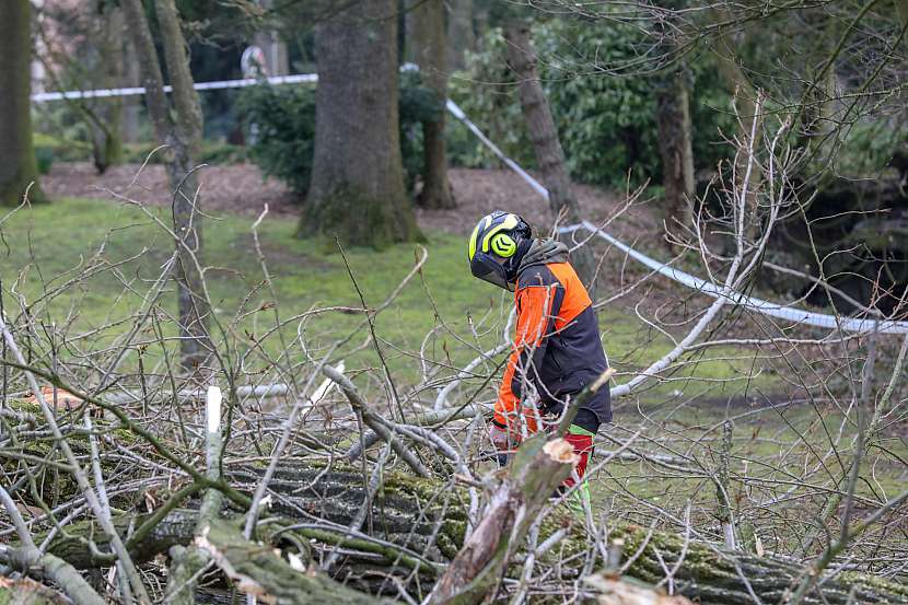 práce brigáda dřevo - 2