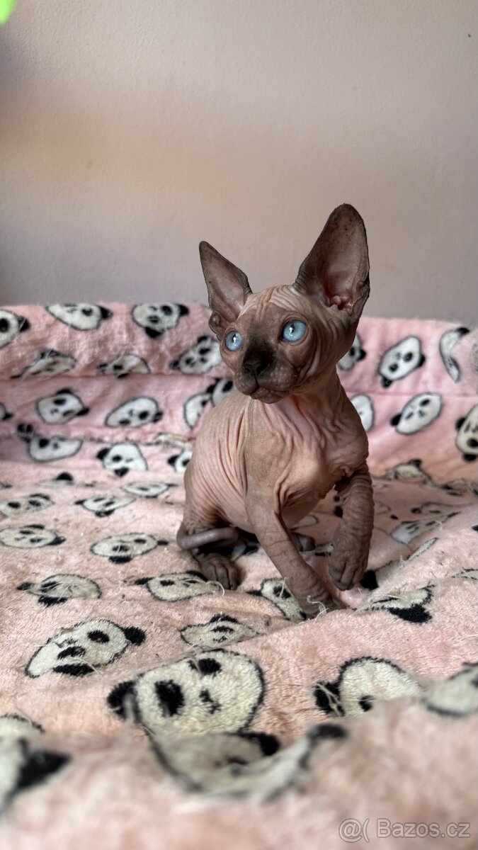 Kocourek sphynx bez pp - 2