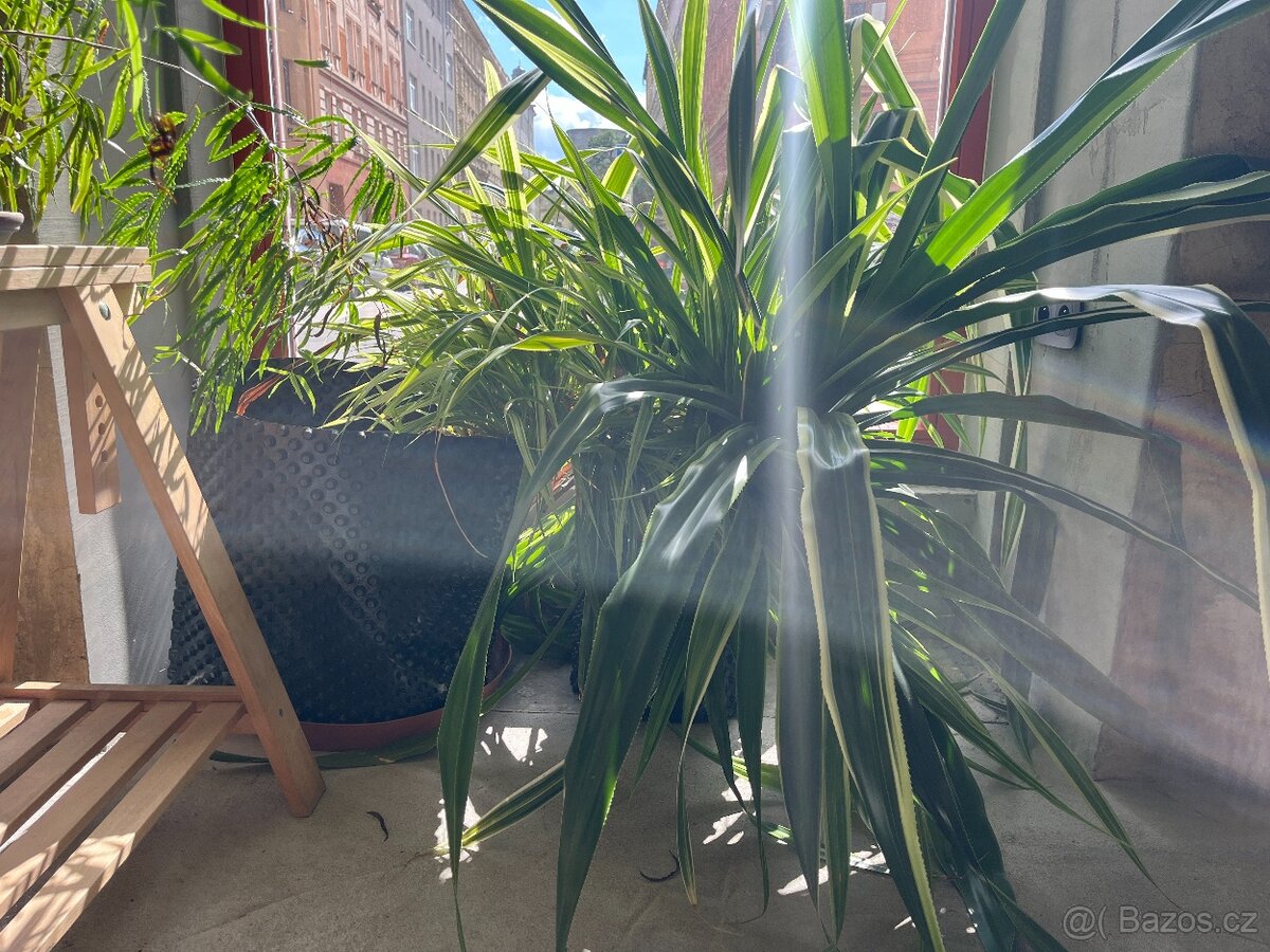 Obrovský Pandanus - 2
