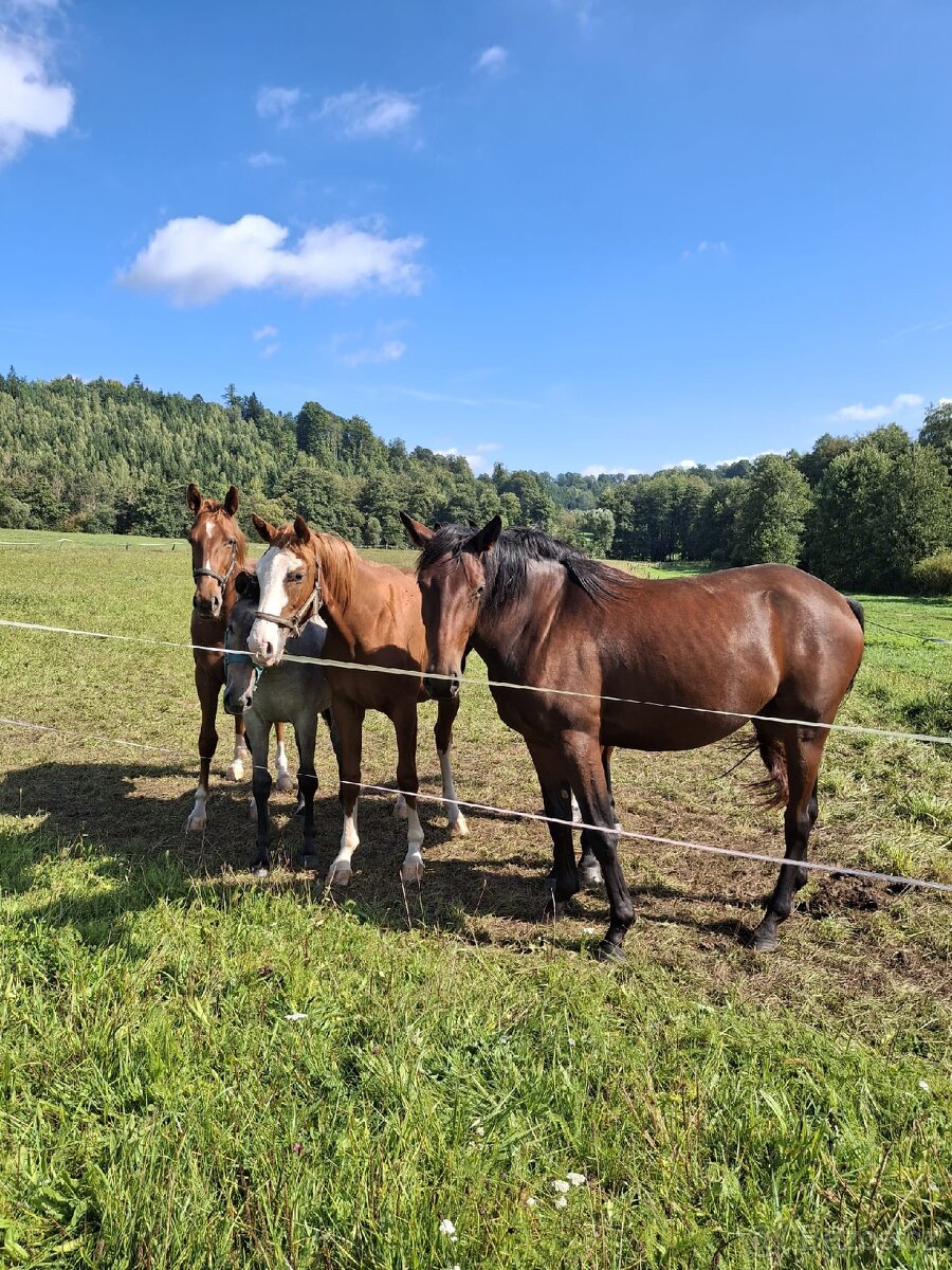 Kobylka 2024 po GO-ON, matka po ARISTO Z - 2