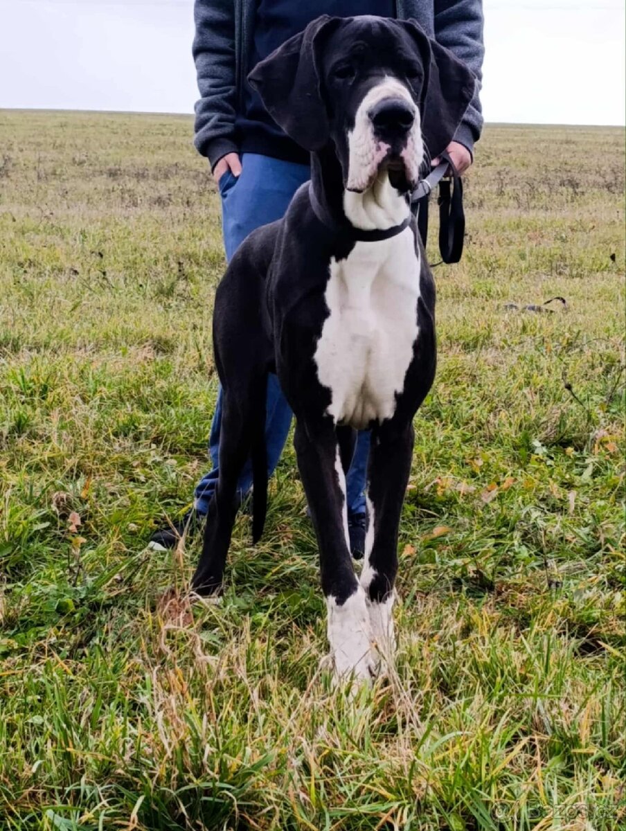 Německá doga s pp - 2