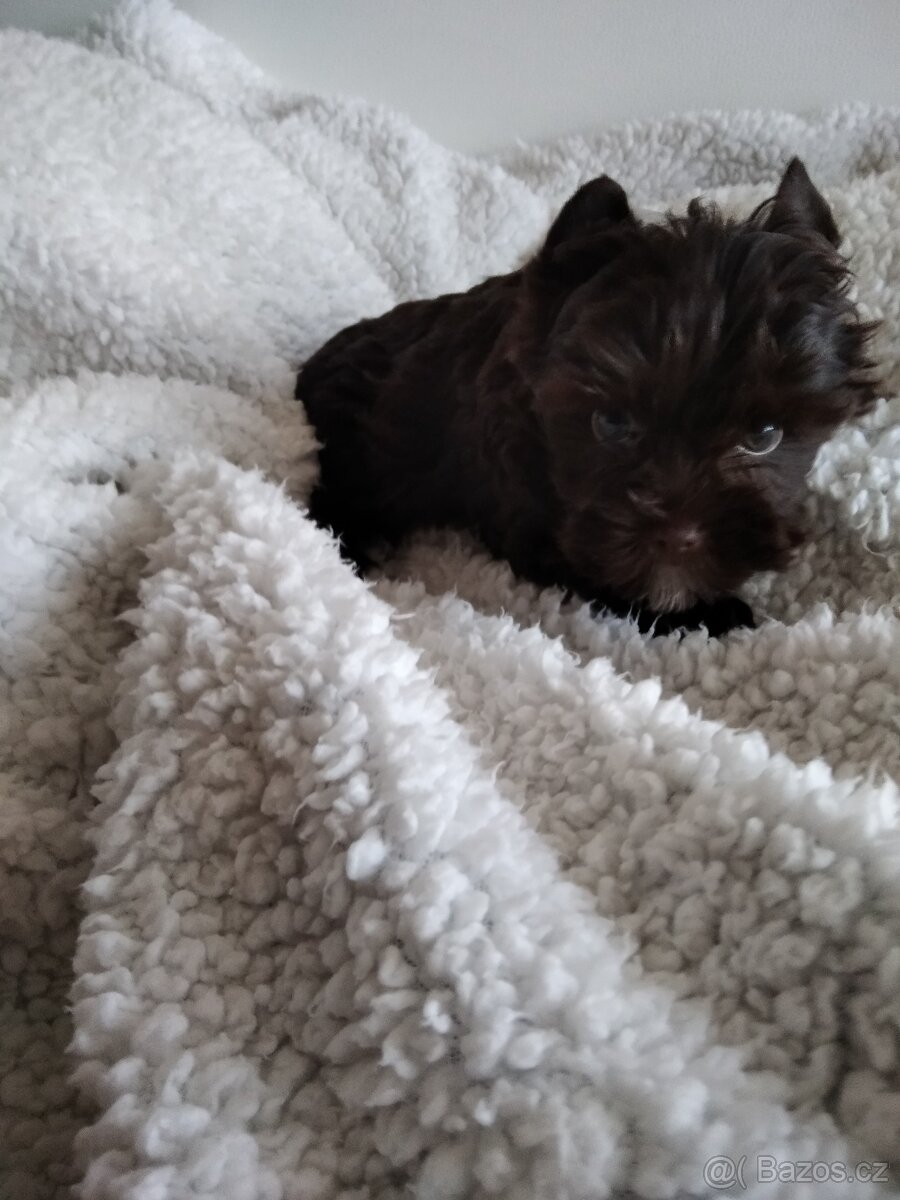 Jorkšírský teriér - 2