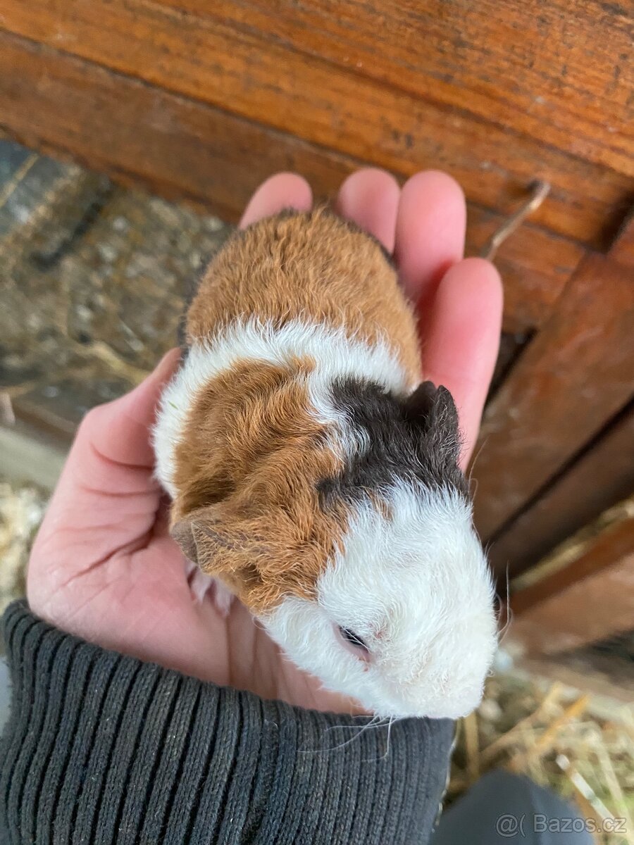 Morčátko sameček TEDDY - 2