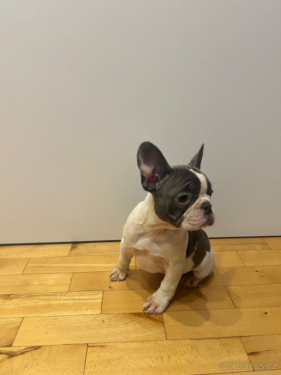 Francouzský buldoček – rozkošná štěňátka (fenka a pejsek) - 2