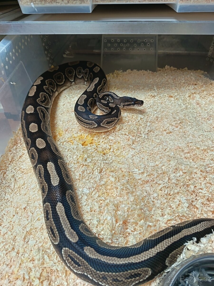 Krajta královská Dospělá chovná skupina - 2