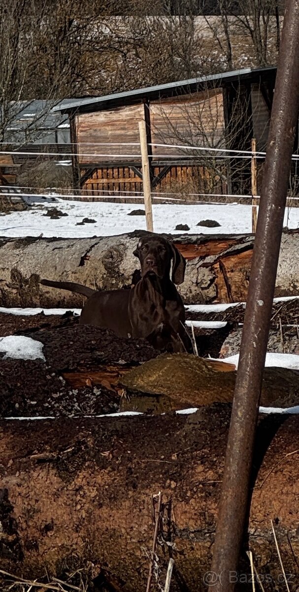 Německý krátkosrstý ohař - 2