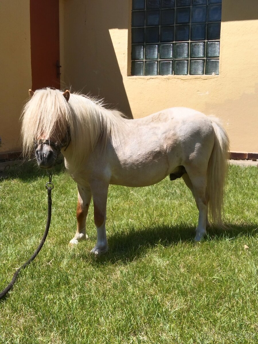 Prodám poníka. - 2